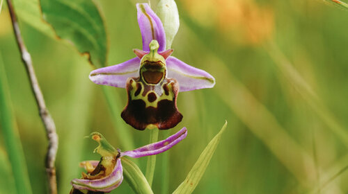 Le sentier des Orchidées 3,5 km